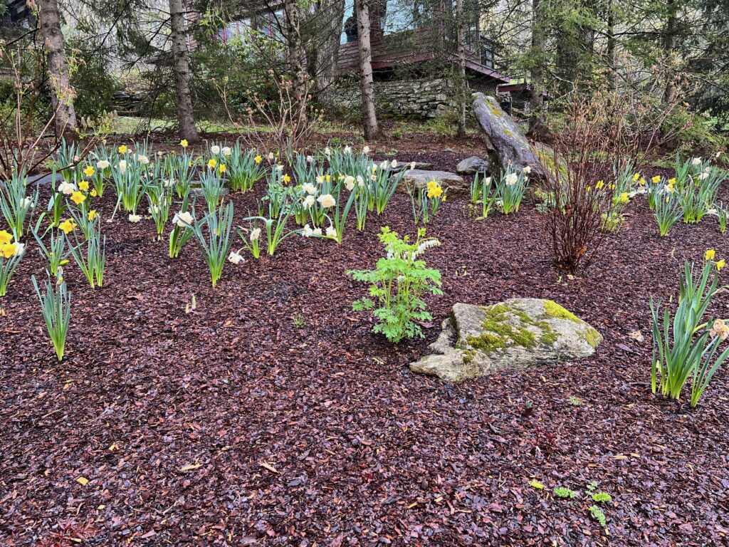 Daffodils in Early Spring Shade