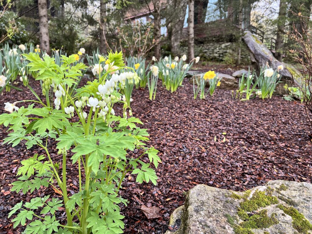 White Bleeding Heart Early Spring