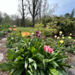 Make the Most of a Spring Garden