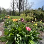 Make the Most of a Spring Garden