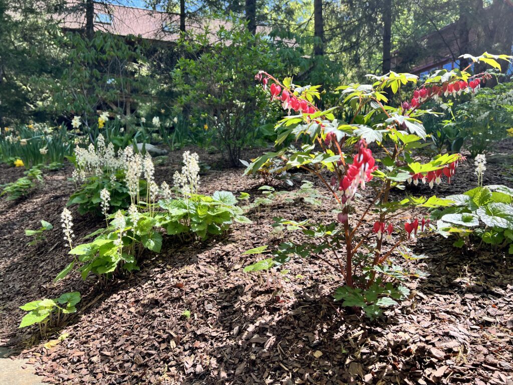 Red Bleeding Heart in later Spring Months