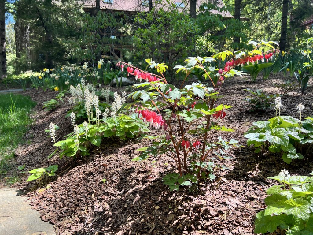 Spring perennial favorites bleeding heart and tiarella