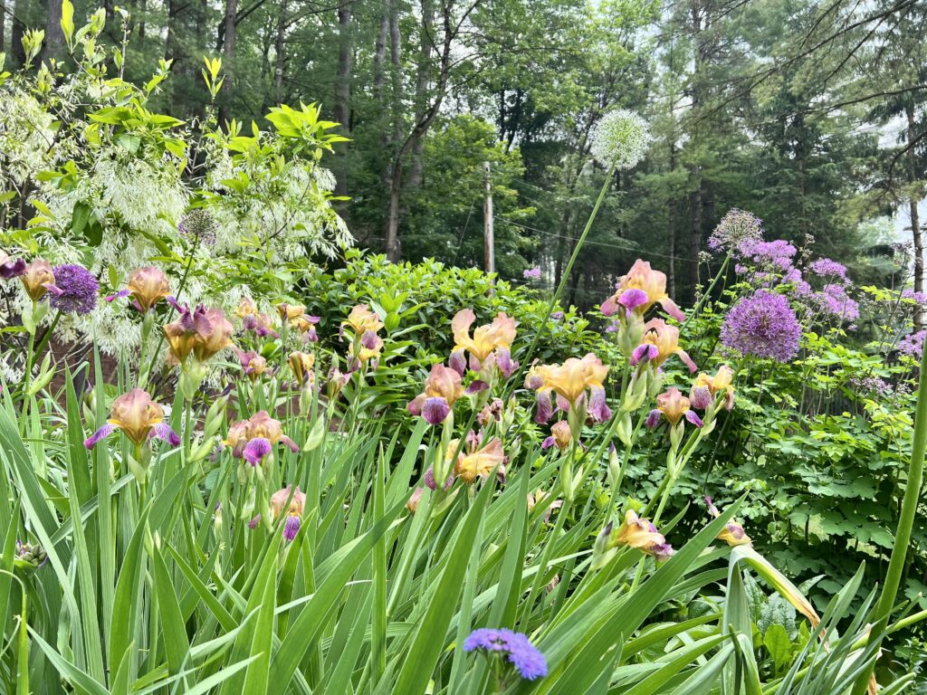 Irises in a Garden