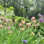 Spring to Summer Transitional Gardens