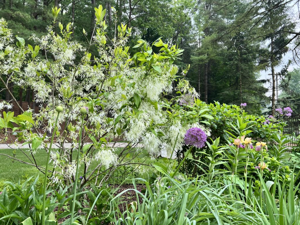 Fringe tree