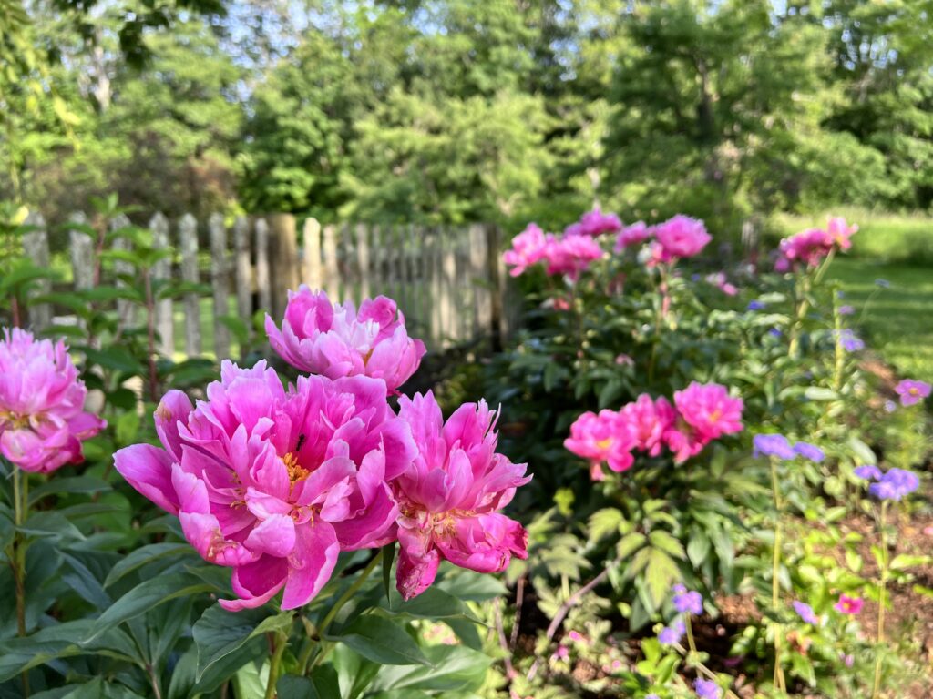 Peonies Early Color