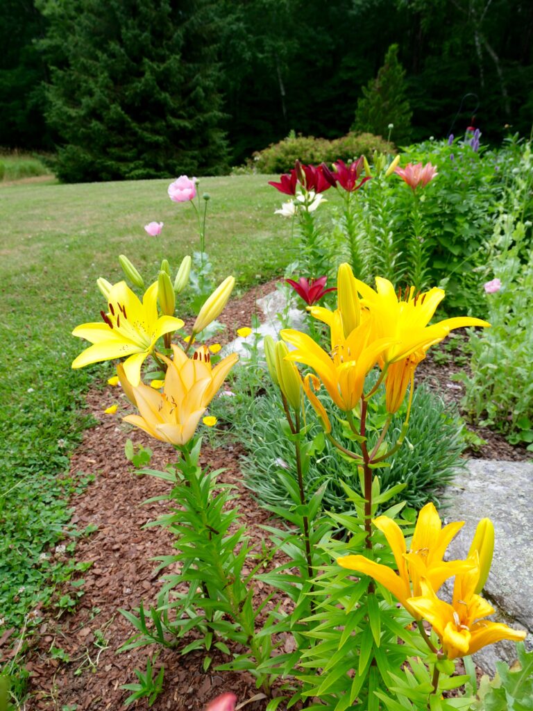 Asiatic Lilies