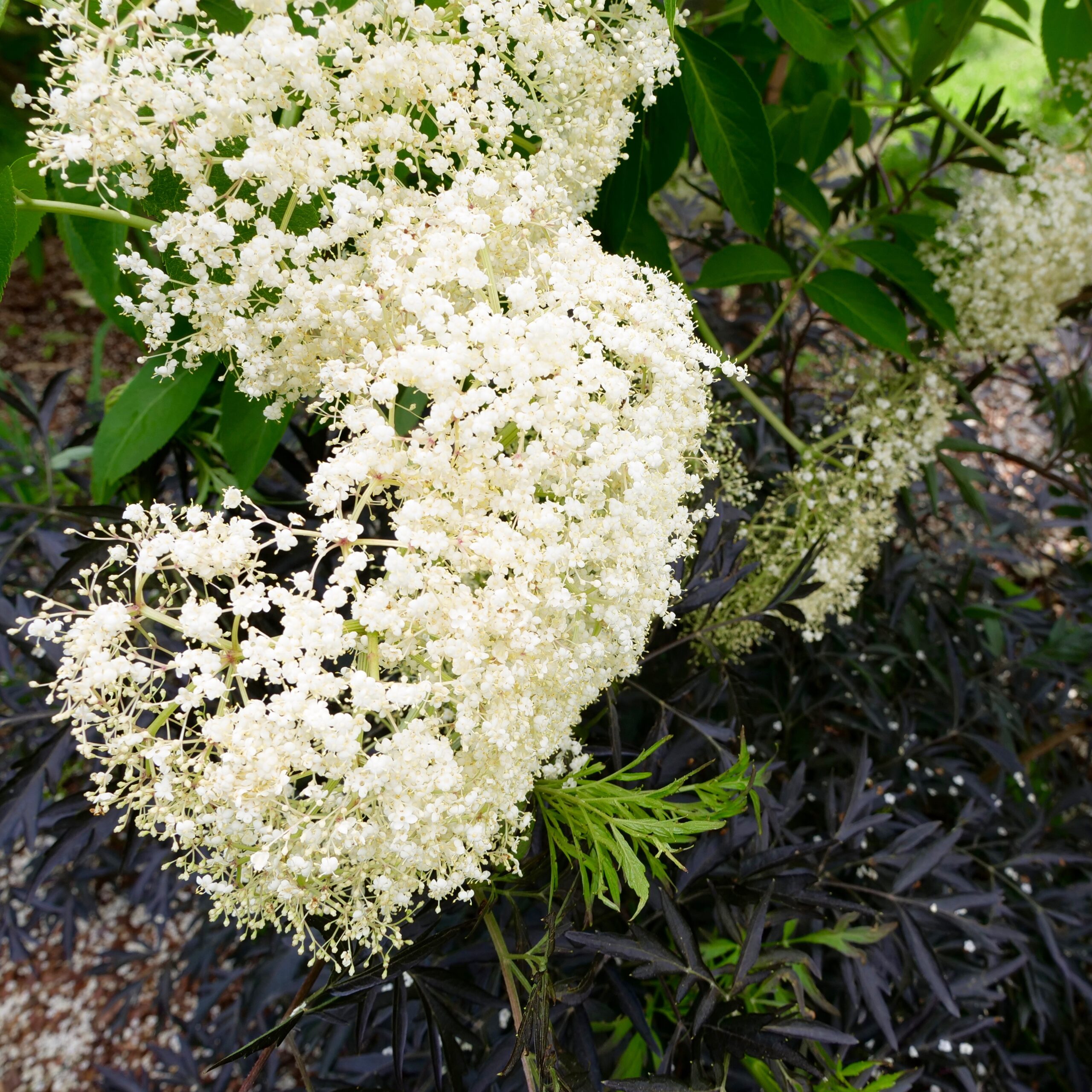 Read more about the article American Elderberry