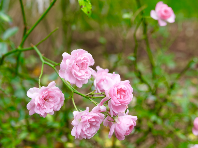 Pink Roses in October