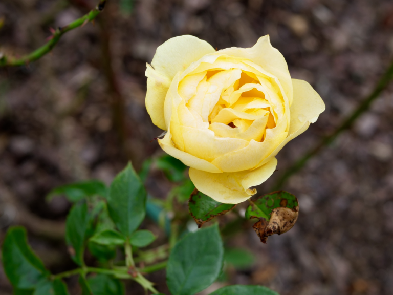 Yellow October Rose