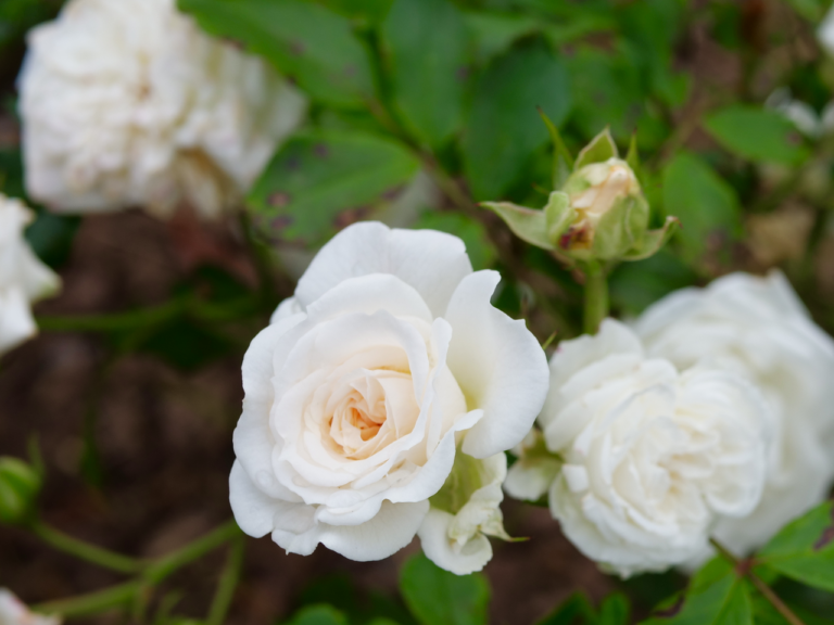 White October Roses