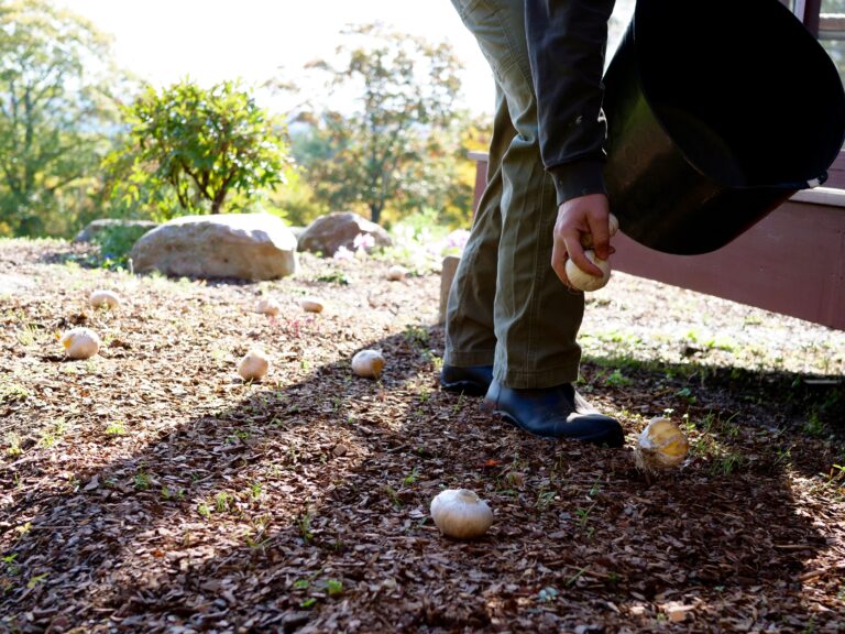 Read more about the article Bulb Planting for Spring Blooms