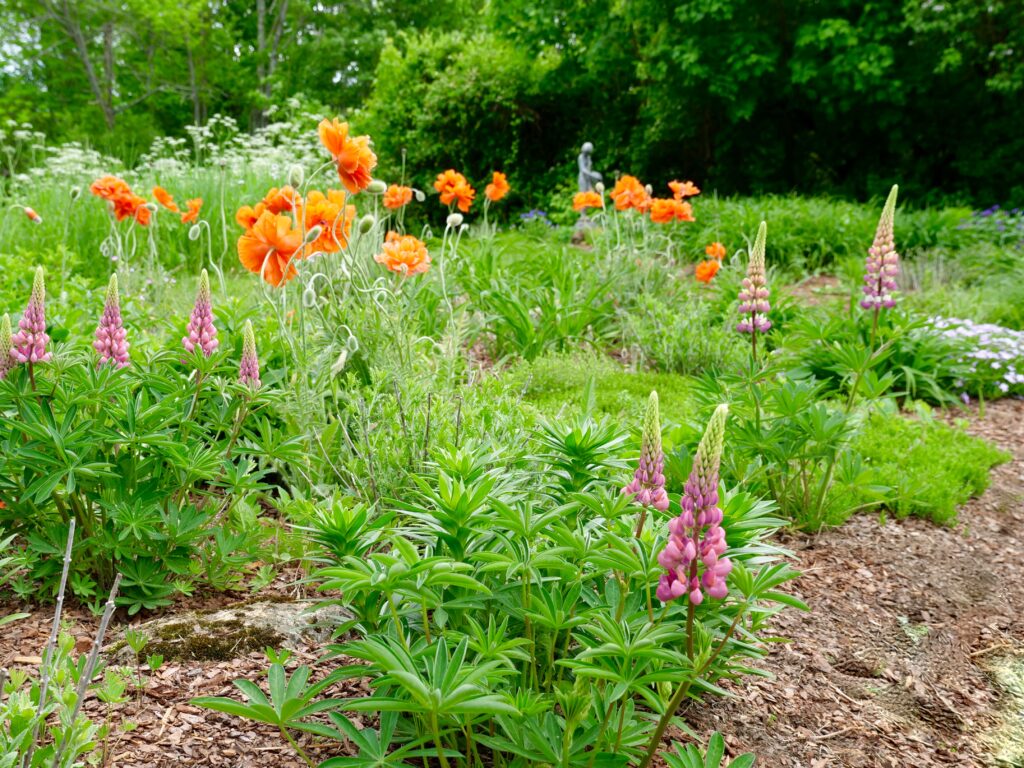 Spring Field Garden