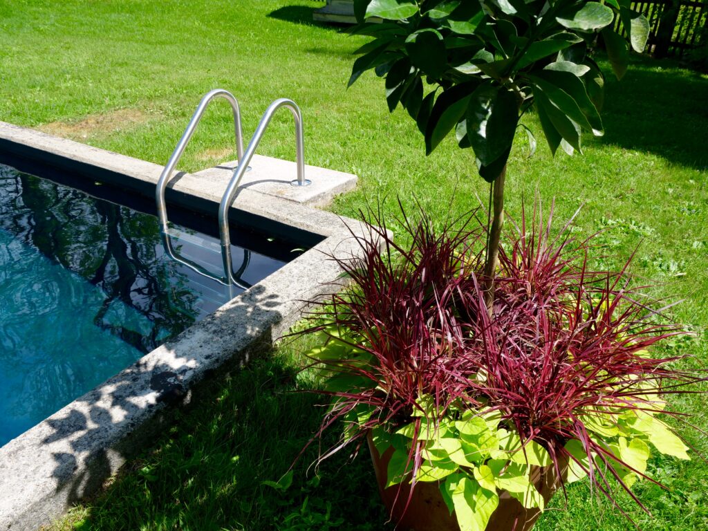 Summer Pot with Orange Tree Purple Grass and Yellow Potato Vine