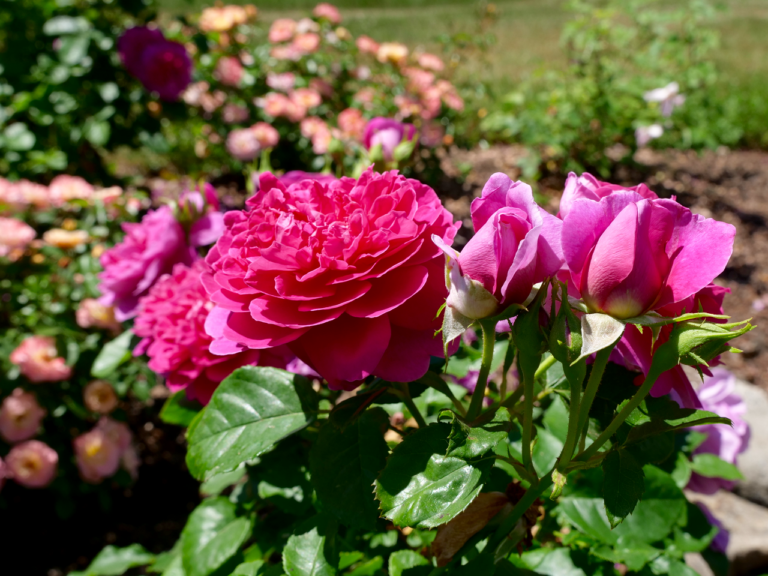 Pink Roses