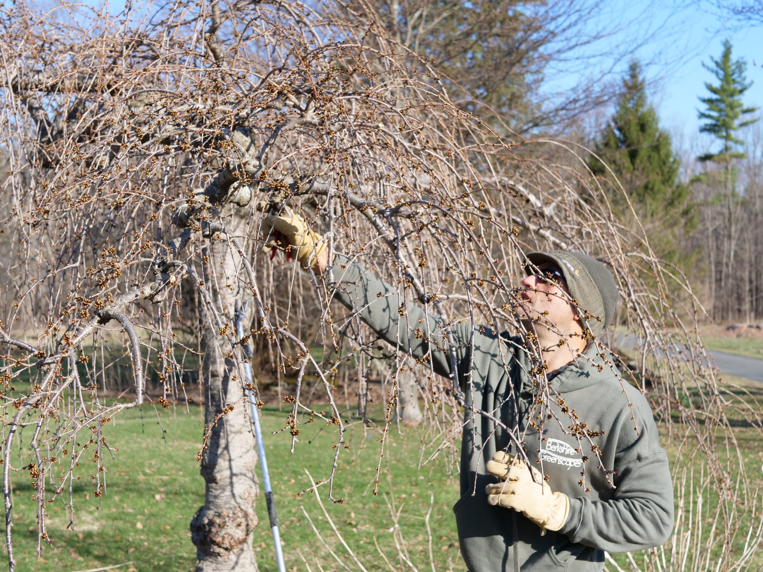 Read more about the article Just Keep Pruning… Just Keep Pruning…