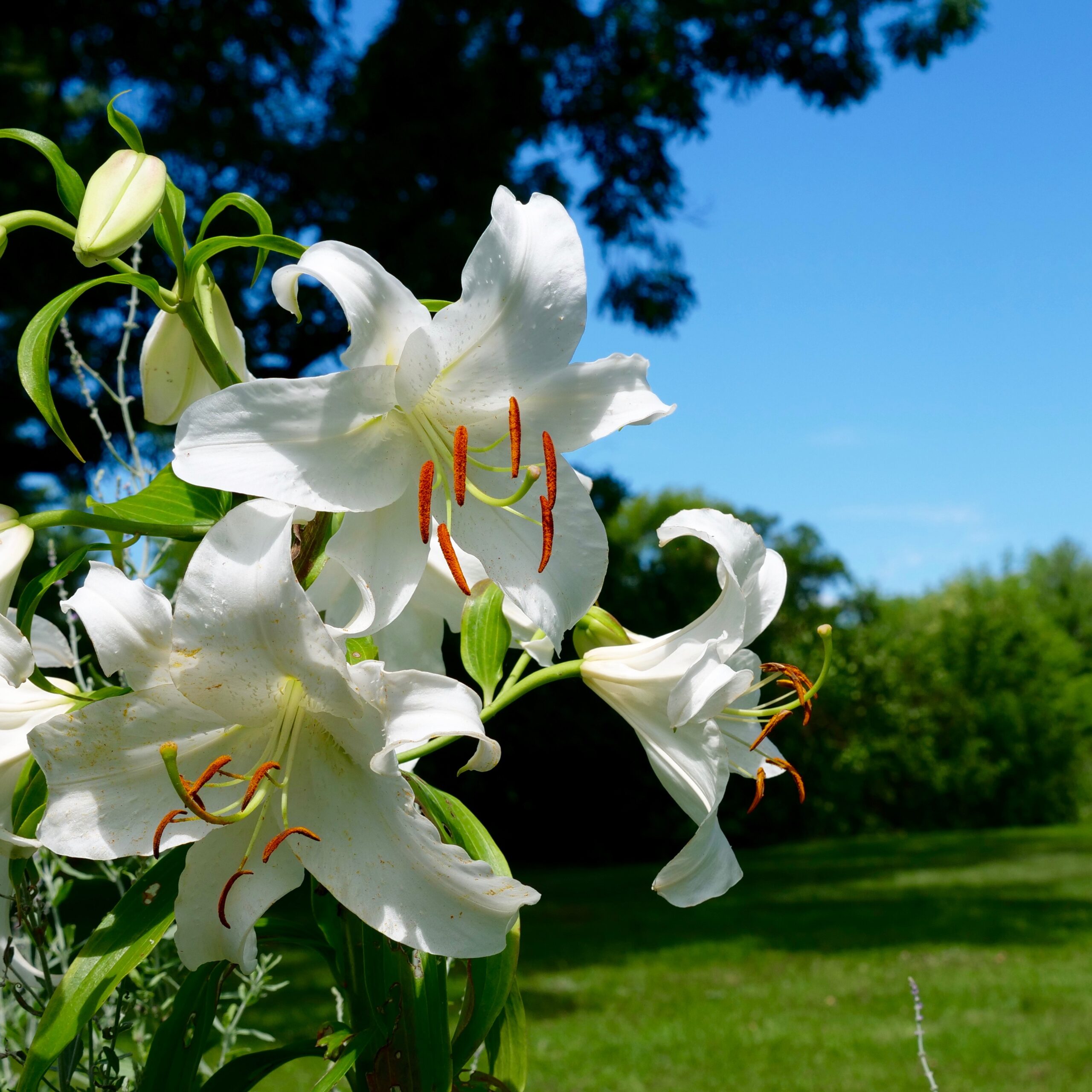 Read more about the article The Lilies of Summer
