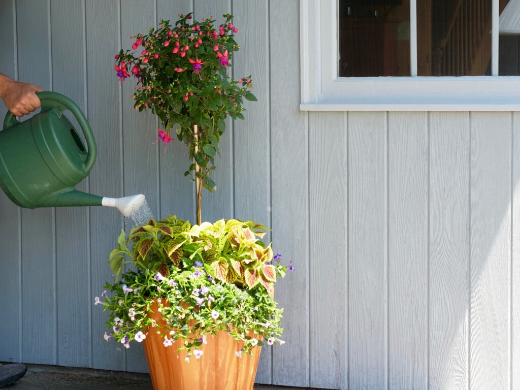 Watering a Summer Pot