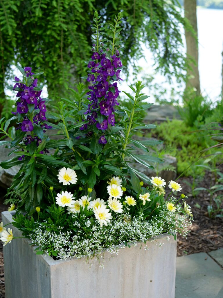 Summer Pot with Angelonia and Daisy