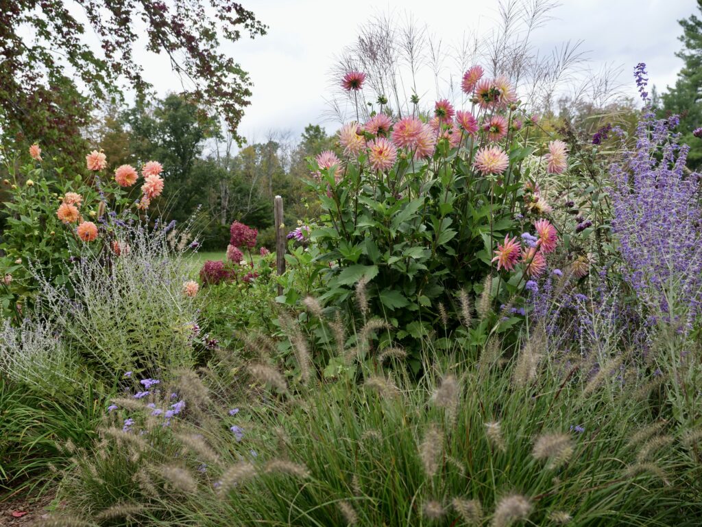 Berkshire Fall Garden in Bloom