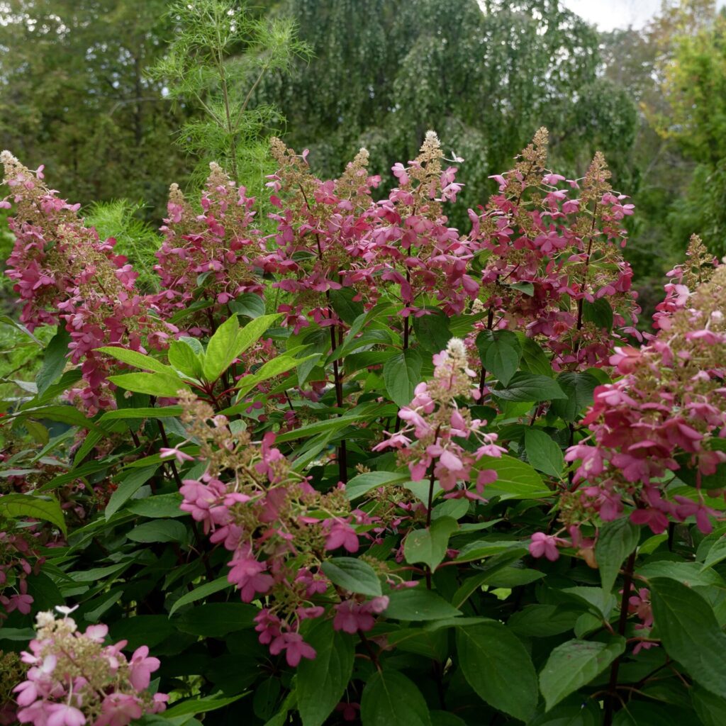 Hydrangeas in the Fall