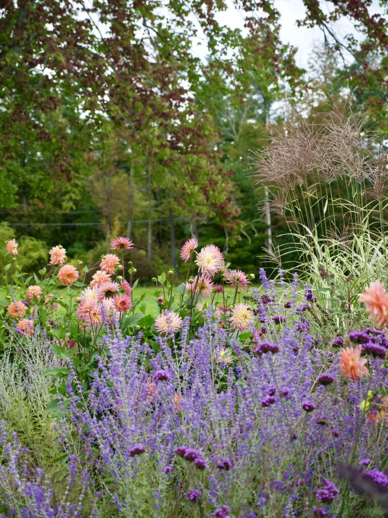 Colorful Fall Garden