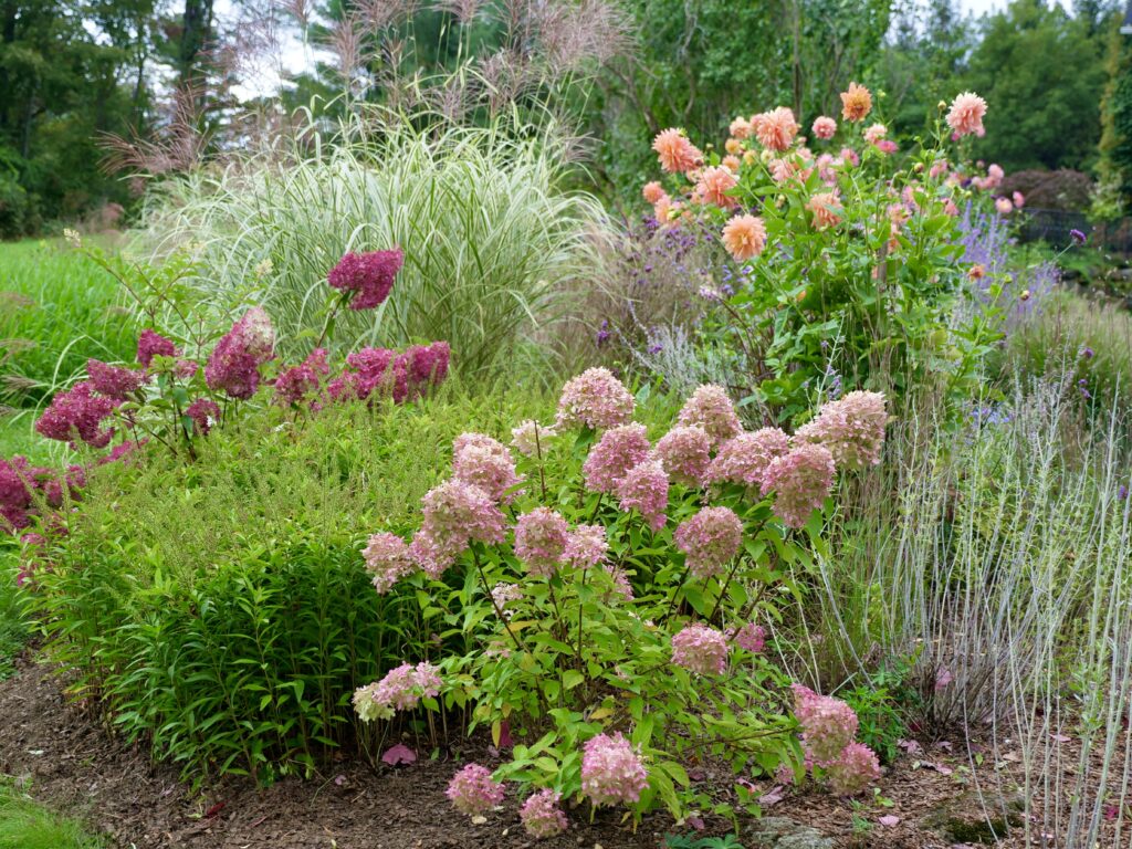 Deep color in Berkshire Fall Garden