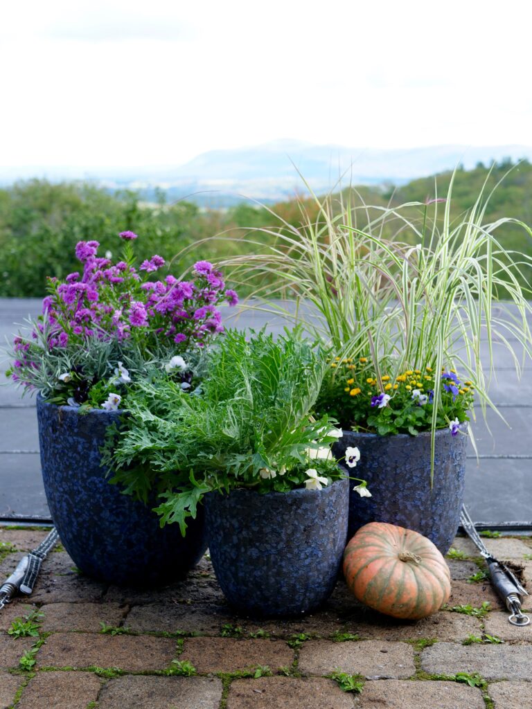 Fall Pot Trio with Pansies and Asters
