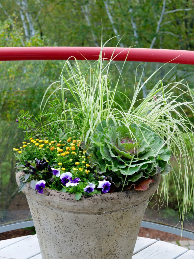 Fall Pot with Decorative Grass and Cabbage
