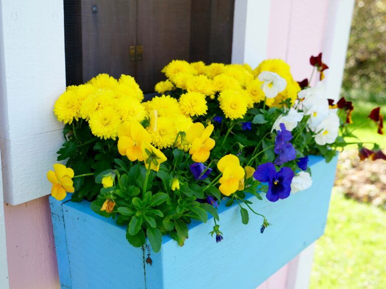 Window Box of Pansies and Mums