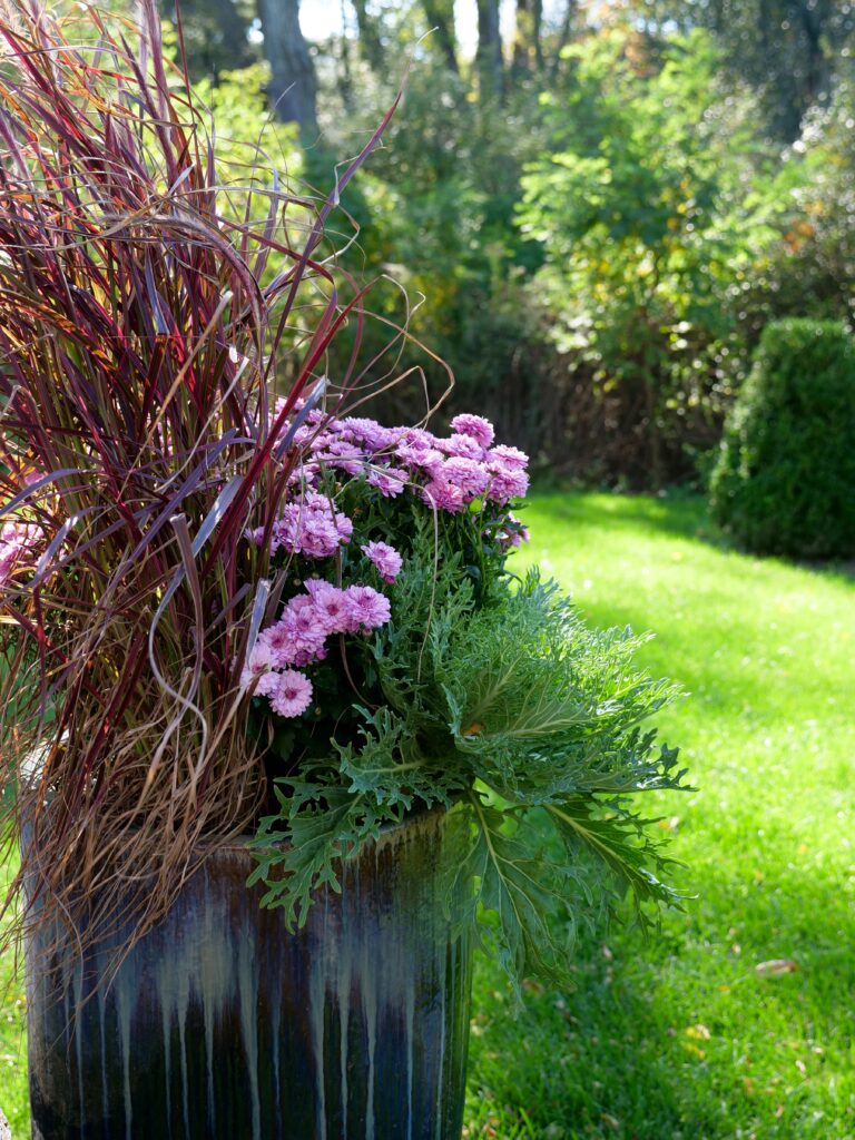 Pink Mum with Kale and Grass