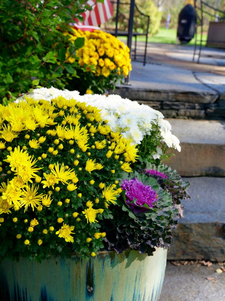 Mums and Cabbage