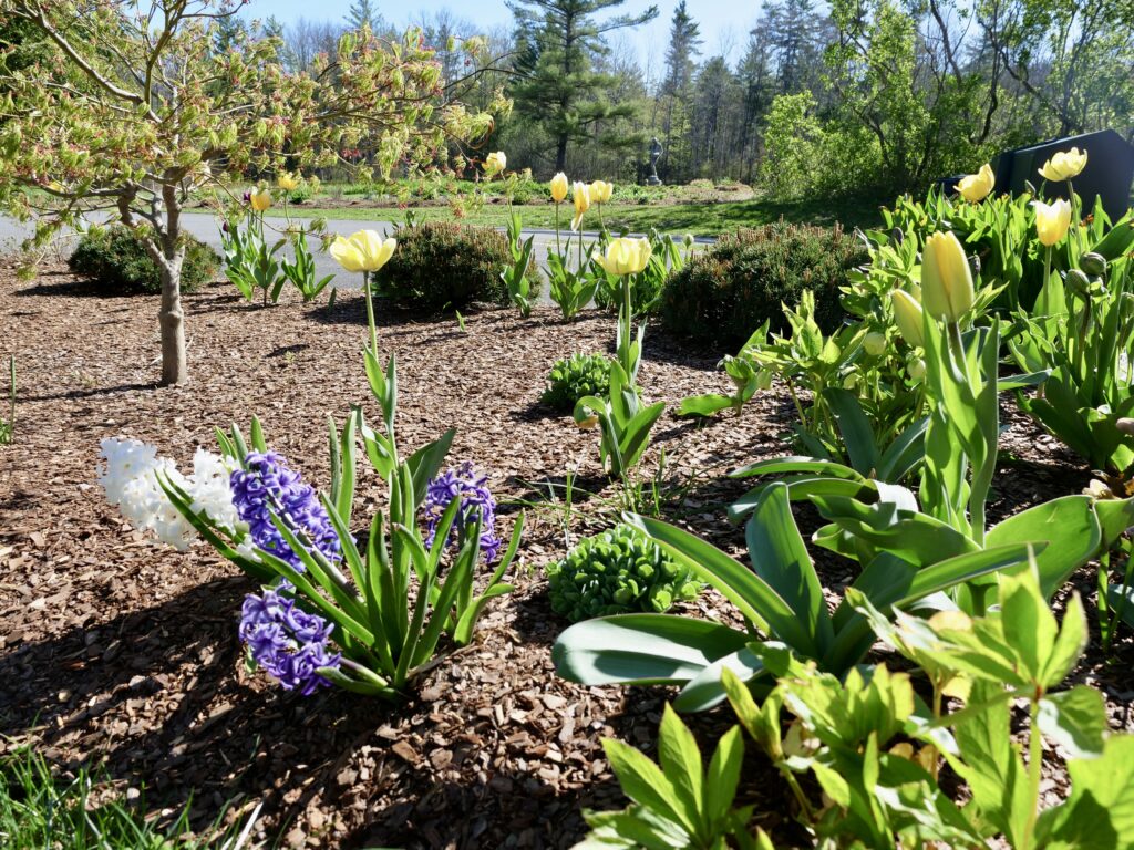 Tulips and Hyacinth