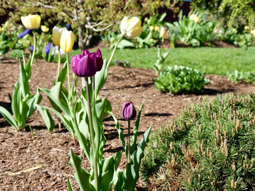 Early Spring Tulips