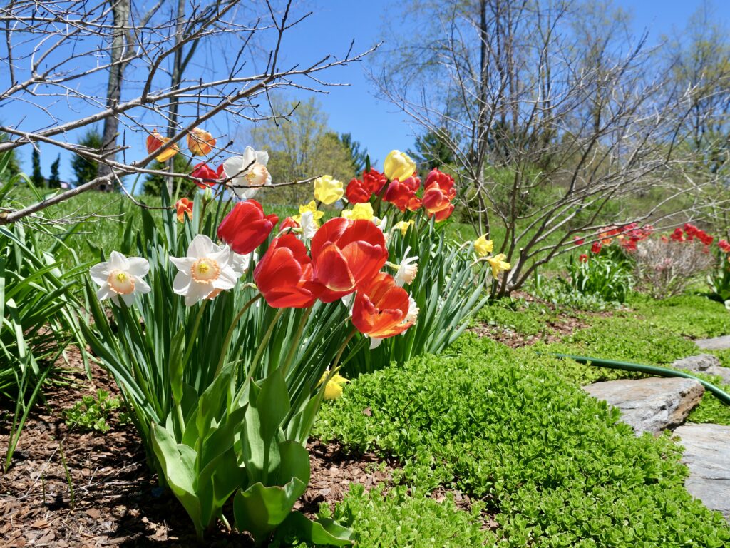 Bright Tulips in the Sun with Daffodils