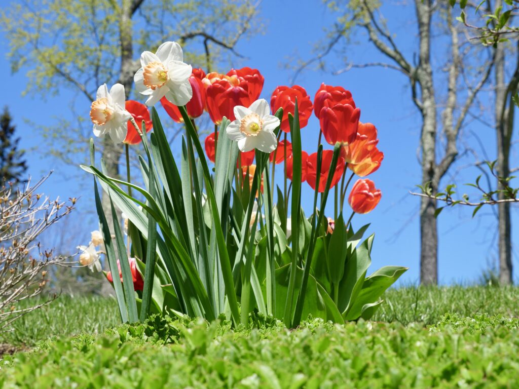 Tulips and Daffodils in the Sun