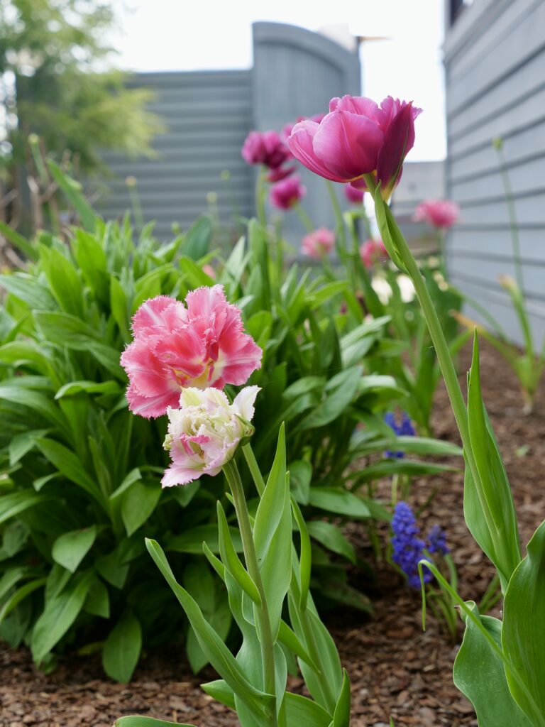 Pink Tulips Close Up