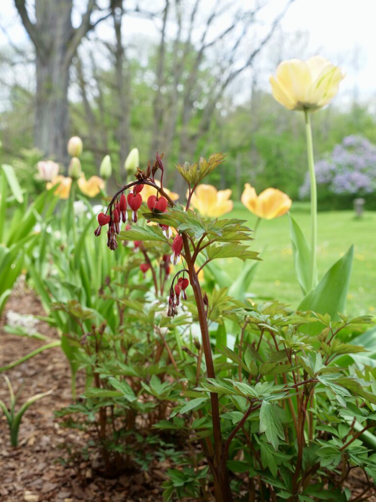 Yellow Tulips and Bleeding Heart