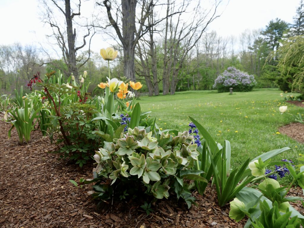 Spring Scene with Lilac Tulips and Hellebore