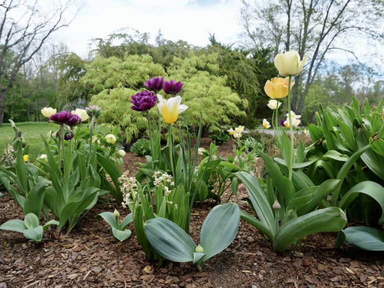 Read more about the article Favorite Spring Tulip Gardens