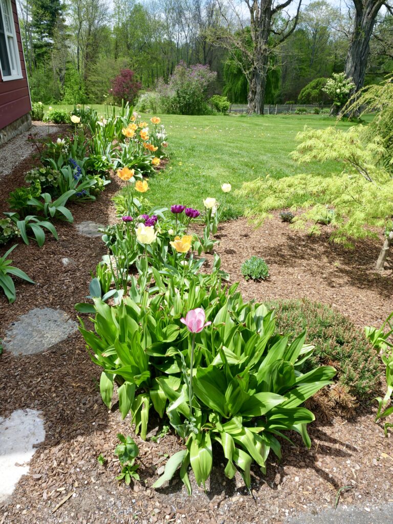 Spring Walkway with Tulips