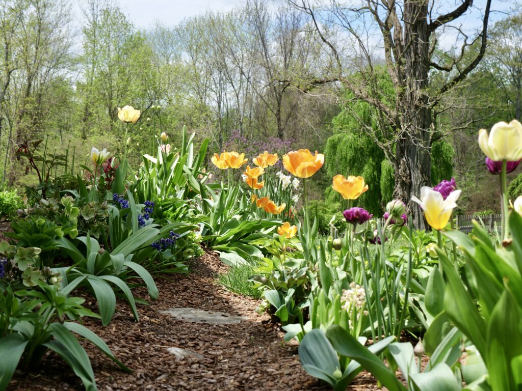 Spring Tulips in the Sun 2