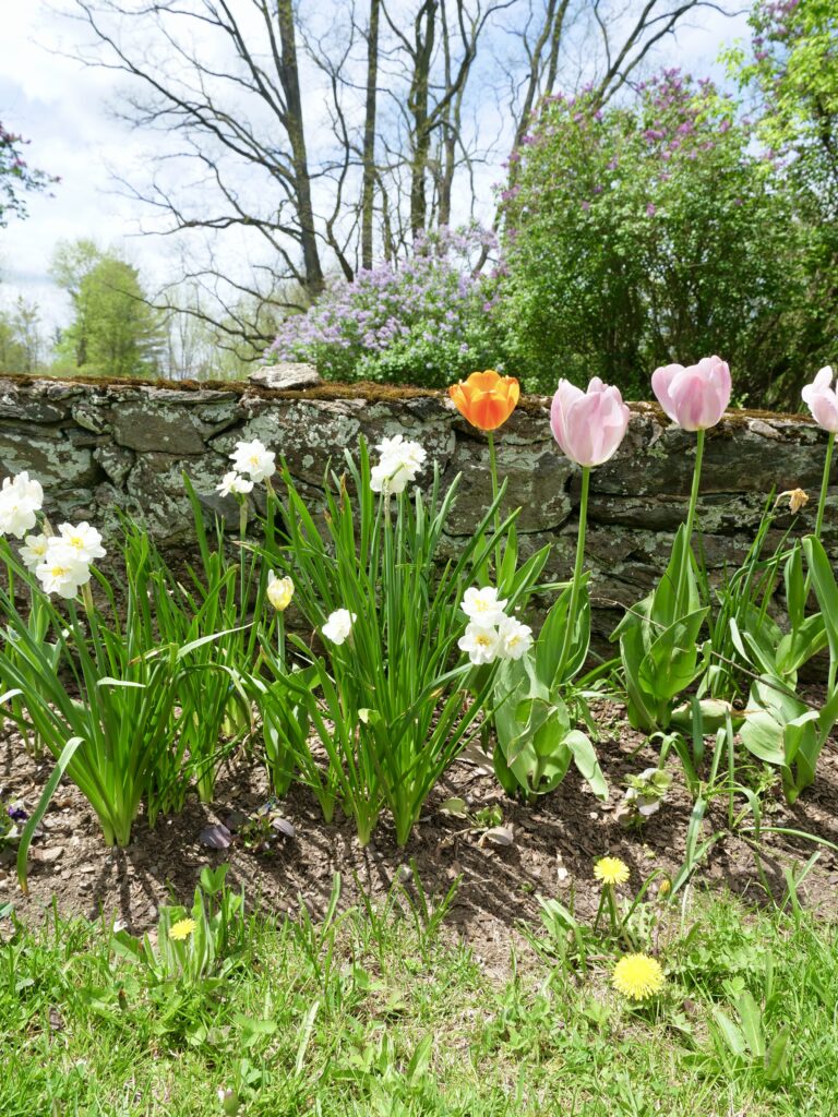 Pastel and Color Pop Tulips in Spring with Lilacs in the Background