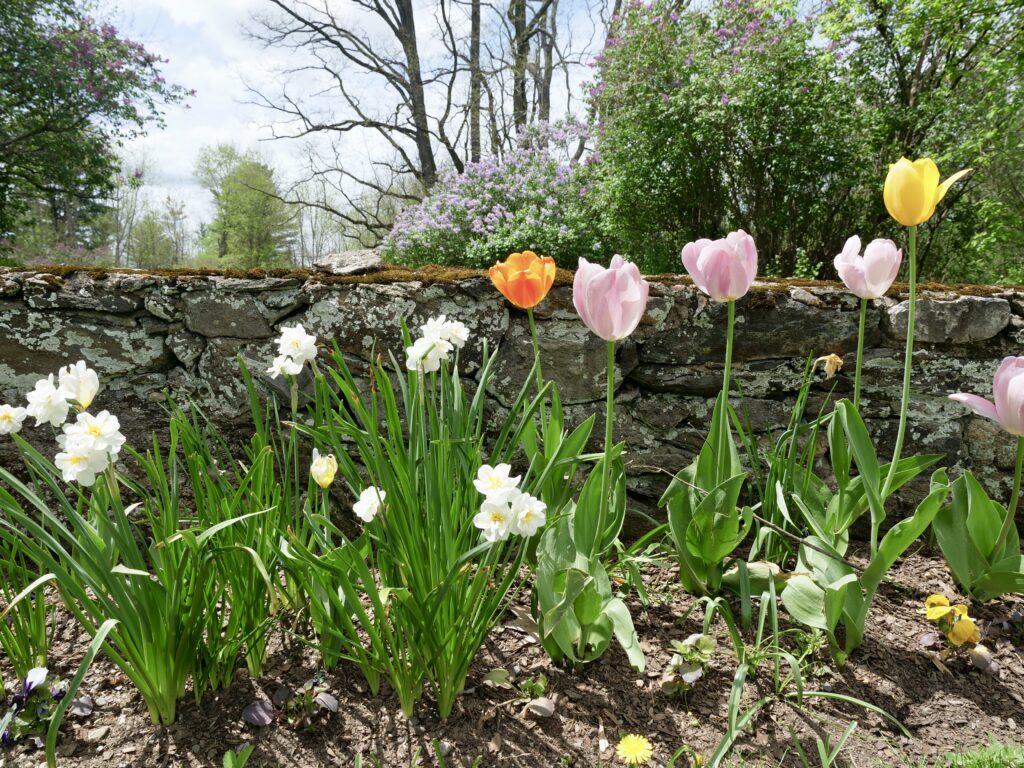 Pastel Tulips in Spring with Lilacs in the Background