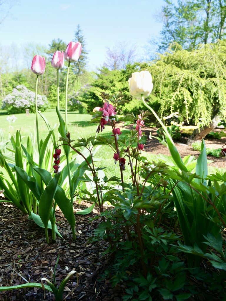 Spring Pink and Yellow Tulips with Bleeding Heart