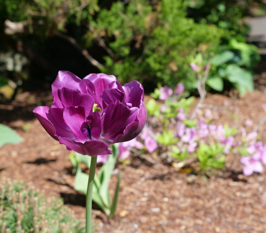 Purple Tulip with Azalea Close Up