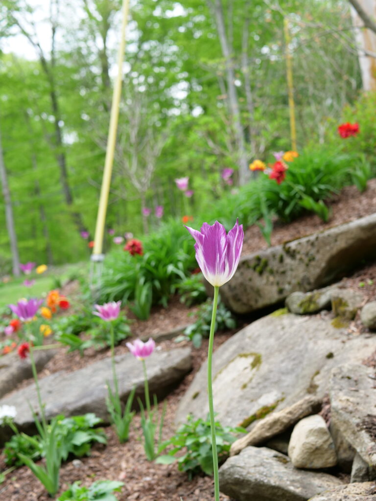 Purple Tulip in a Rainbow Tulip Wall