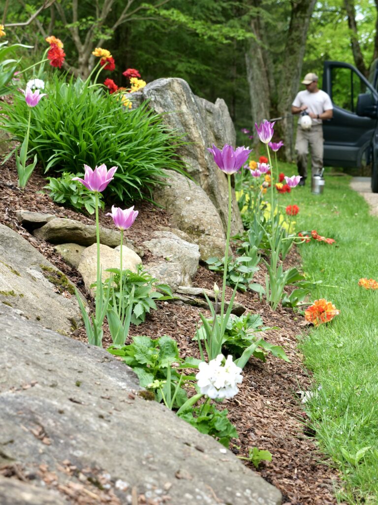 Rainbow Tulips with Generoso