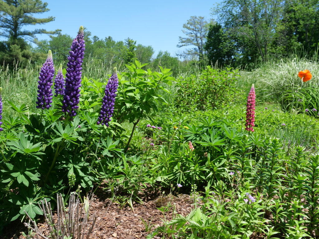 Lupine field garden