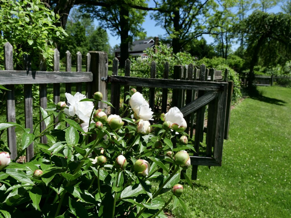 Budding Peonies by the Gate